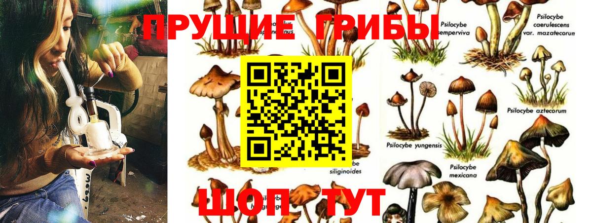 где найти наркотики  Вход с VPN  Артём  Галлюциногенные грибы Psilocybe 